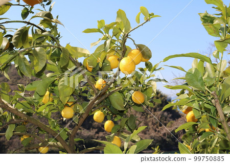 Setonai lemon Setonai lemon 99750885