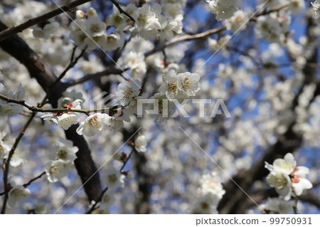 日本早春花園裡盛開的白梅花 日本早春花園裡盛開的白梅花 99750931