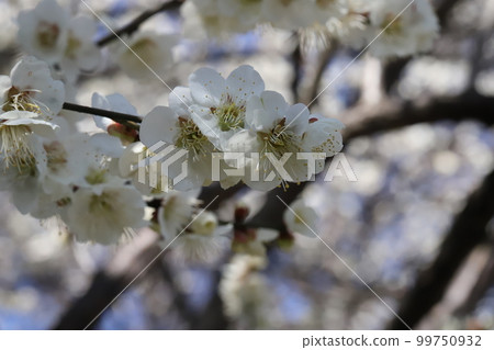 日本早春花園裡盛開的白梅花 日本早春花園裡盛開的白梅花 99750932