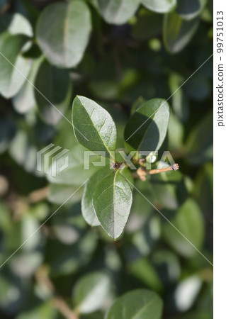 Oval-leaved privet 99751013