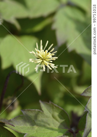Clematis Fragrant Spring 99751018