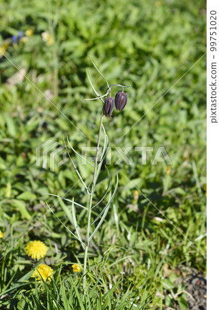Alpine checkered lily 99751020
