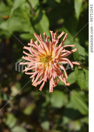 Salmon colored zinnia Salmon colored zinnia 99751043