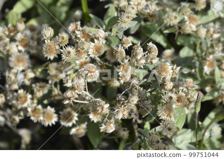 Everlasting Summer Snow Everlasting Summer Snow 99751044