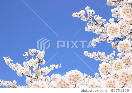 櫻花 櫻花 99751309