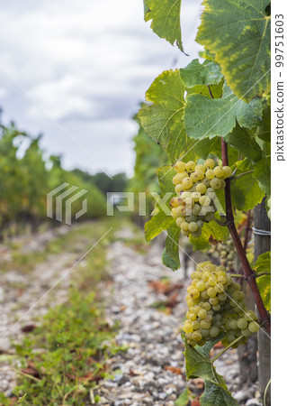 Typical grapes, Sauternes, Bordeaux, Aquitaine, France 99751603