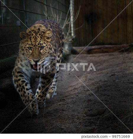 Amur river leopard siting on sun (Panthera pardus orientalis) Amur river leopard siting on sun (Panthera pardus orientalis) 99751669