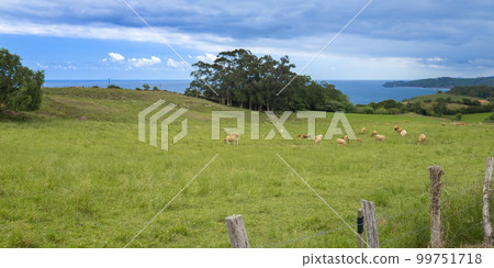 Casina Cows, Oyambre Natural Park, Spain Casina Cows, Oyambre Natural Park, Spain 99751718