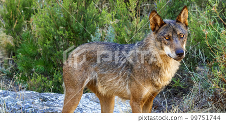 Iberian Wolf, Zamora, Spain 99751744