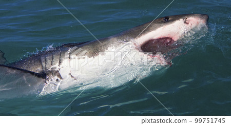 Great White Shark, Gansbaai, South Africa Great White Shark, Gansbaai, South Africa 99751745
