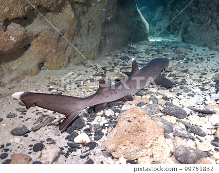 白鰭礁鯊 99751832