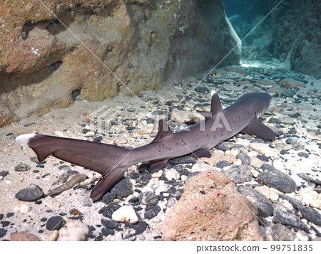 Nemuribuka Nemuribuka 99751835