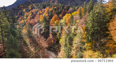Autumn Mixed Forest, Fussen, Germany 99751969