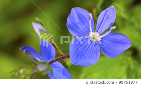 Wildflower, Sierra de Guadarrama National Park, Spain 99751977