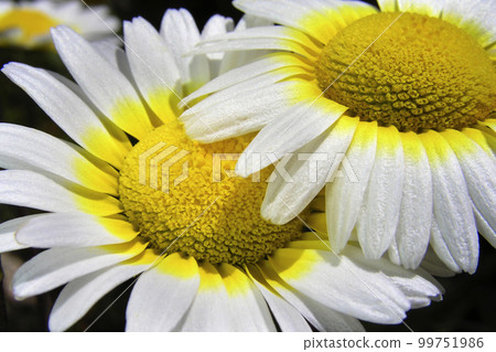 Wildflower, Sierra de Guadarrama National Park, Spain 99751986