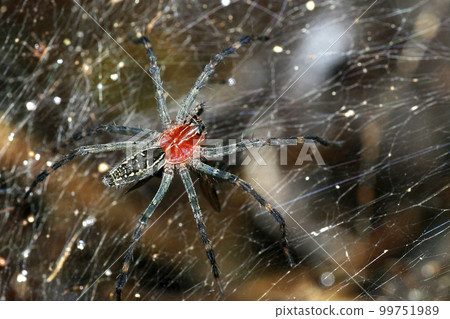 Spider, Amazonia, Ecuador 99751989