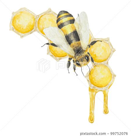 Watercolor hand drawn bee and honey isolated on white background Watercolor hand drawn bee and honey isolated on white background 99752076