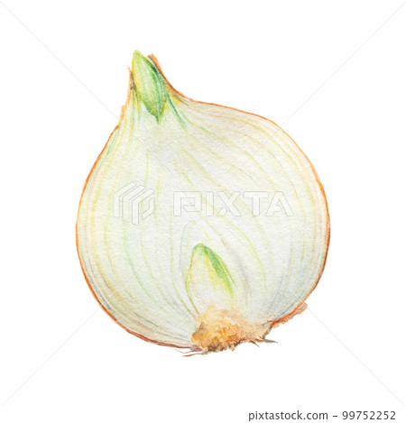 Hand drawn watercolor onion isolated on white background Hand drawn watercolor onion isolated on white background 99752252