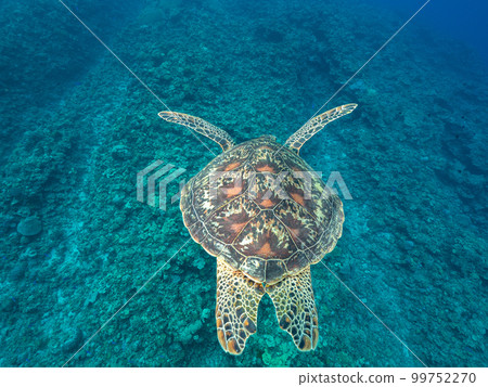 Sea turtle Sea turtle 99752270