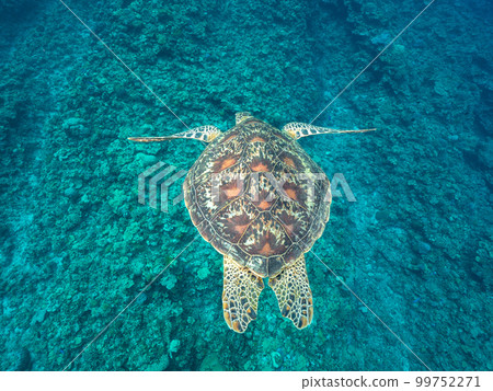 Sea turtle Sea turtle 99752271