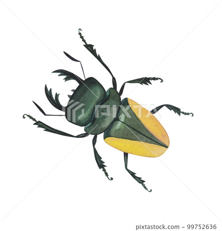 Realistic beetles insect isolated on white background. Watercolor hand drawn stag beetle llustration for design 99752636