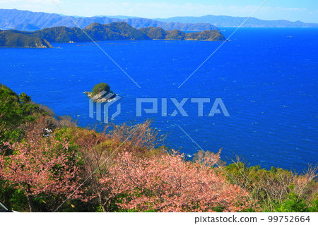 [Oita Prefecture] Kawazu Sakura (Tsukumi) at Youra Observatory on the Youra Peninsula in sunny weather 99752664