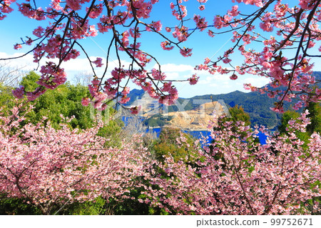 [大分縣]晴朗天氣下在四良半島四良展望台的河津櫻（津久見） 99752671