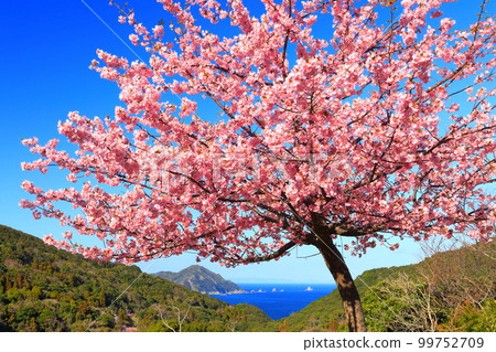 [Oita Prefecture] Kawazu Sakura (Tsukumi) in Kuraya on the Youra Peninsula in sunny weather 99752709