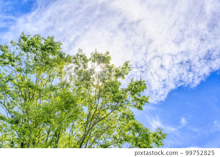橫濱夏日天空中的太陽、雲彩和綠色植物 99752825