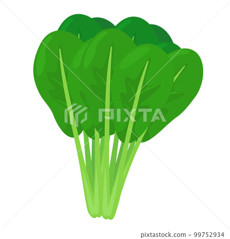 Vector illustration of Komatsuna. 99752934