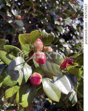 Camellia Camellia 99753027