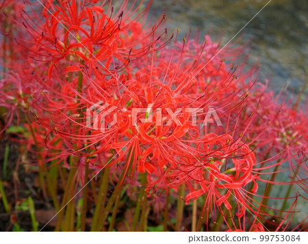 Autumn cluster amaryllis (Lycoris radiata) 99753084