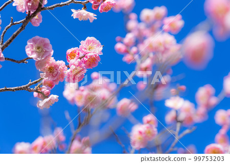 梅花與春天的到來意象 99753203