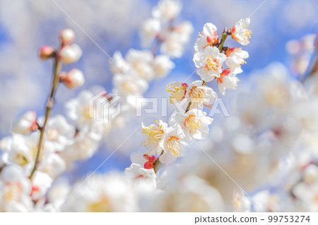 梅花與春天的到來意象 99753274