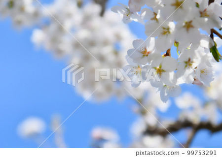  Cherry blossoms and blue sky 99753291