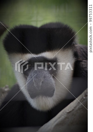 Endangered Mammal Net Primate Cercopithecidae Abyssinian Columbus 1 Endangered Mammal Net Primate Cercopithecidae Abyssinian Columbus 1 99753311