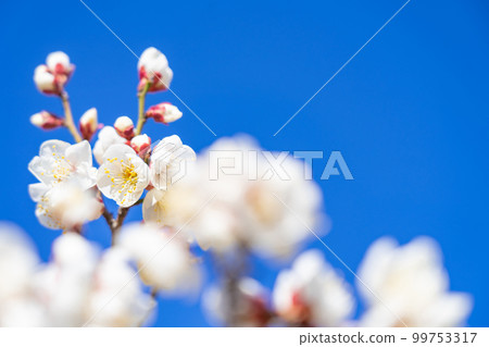 Plum blossoms and the arrival of spring image 99753317