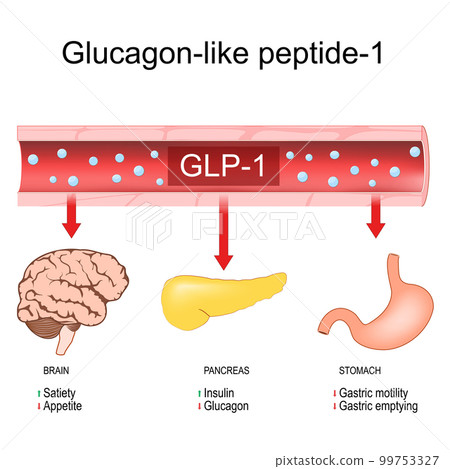 Glucagon like peptide 1. CLP-1 Glucagon like peptide 1. CLP-1 99753327