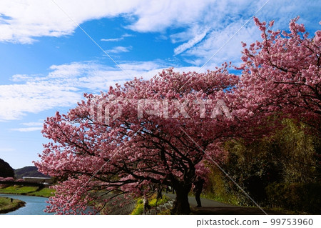 Southern cherry blossoms in full bloom　 99753960