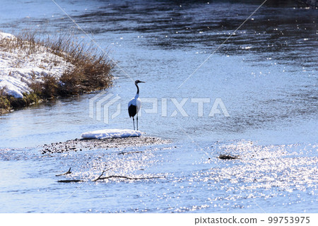 冬天站立在Seturi河的丹頂鶴 99753975