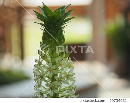 Pineapple Lily ① 99754081