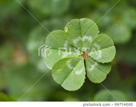 好運五葉草① 99754088