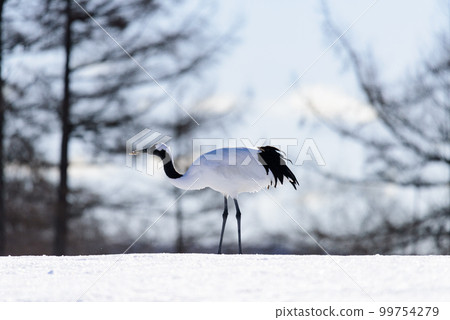 丹頂鶴吃雪 99754279