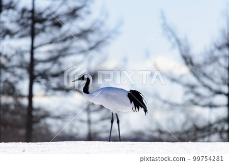 丹頂鶴吃雪 99754281