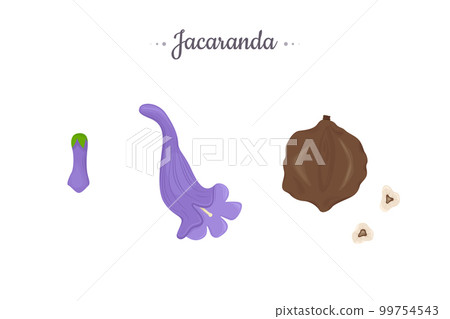 Jacaranda Mimosifolia tree. Flowers, buds and seeds set. 99754543