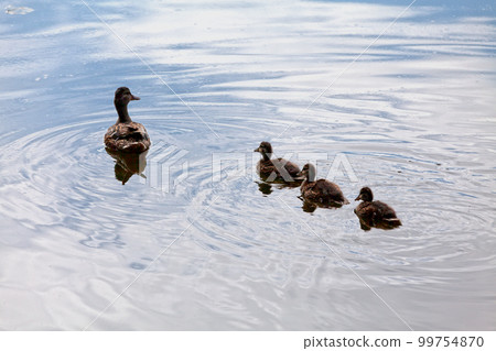 Female Mallard and its ducklings 99754870