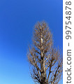 Conifers and blue sky in winter 99754878