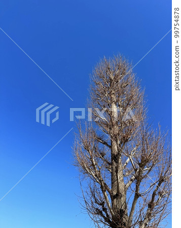 Conifers and blue sky in winter Conifers and blue sky in winter 99754878