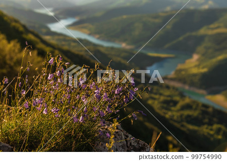 Flowers on Kozji Kamen Viewpoint under Zavoj Lake Flowers on Kozji Kamen Viewpoint under Zavoj Lake 99754990