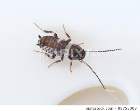 Cockroach's larva Cockroach's larva 99755009